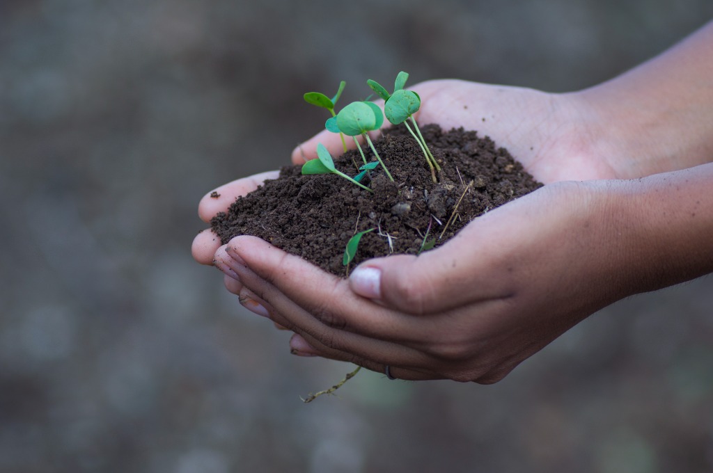 Delicate young sapling receiving root establishment care