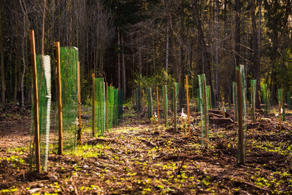 Protected plantation plot with mesh tree guards